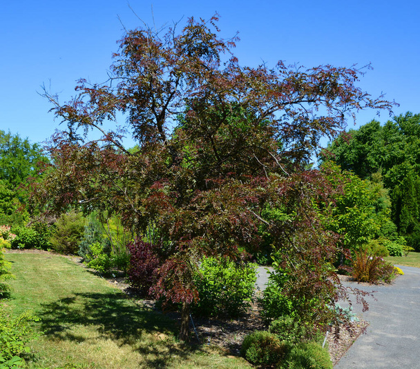 Καλοκαιρινό τοπίο στον κήπο, Μόντρεαλ, Κεμπέκ  - Φωτογραφία, εικόνα