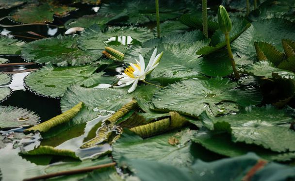 White lotus flower with green leaves in pond - 写真・画像