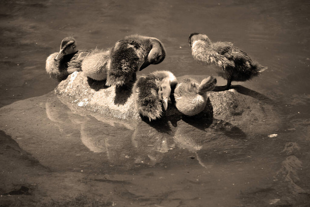 El ánade real o pato salvaje (Anas platyrhynchos) es un pato salteador que se reproduce - Foto, Imagen