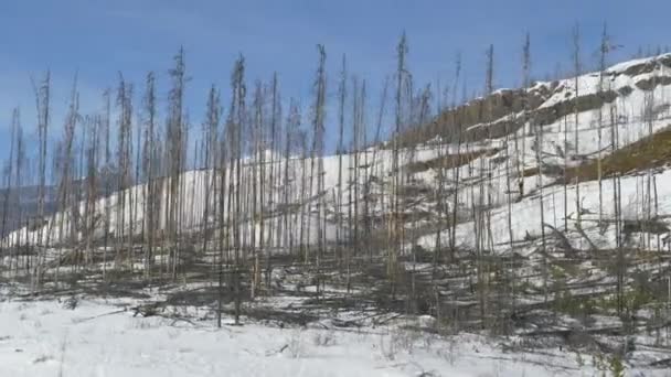 Bosques de pino del Parque Nacional Jasper recuperarse después de ser destruido en un incendio forestal
. - Imágenes, Vídeo