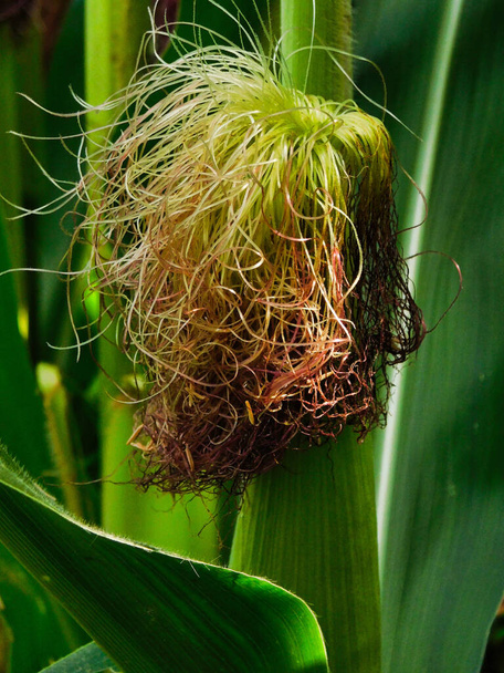 Primo piano di una buccia di mais, con nappe o seta in cima, scattata nella contea di Lancaster, Pennsylvania - Foto, immagini