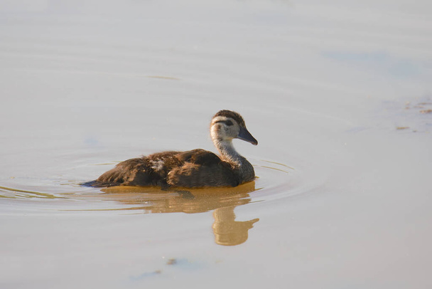 American Black Duck (juvenile) (anas rubripes) - Photo, Image