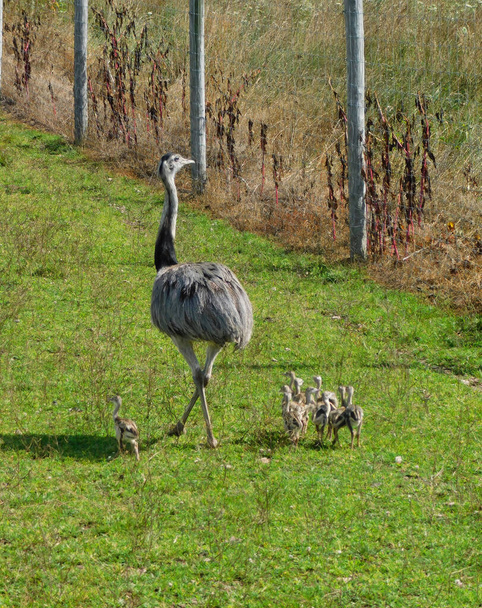 Vater Emu geht mit seinen Küken am Zaun entlang, im Wildpark Lake Tobias - Foto, Bild