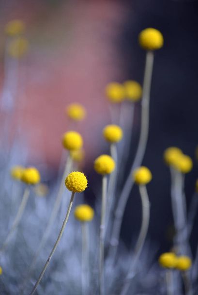 Австралійський уродженець Yellow Billy Button, Craspedia glauca, daisy family Asteraceae. Також відомі як шерстяні або барабанні палички. Вічна весна і літо цвітуть. Зростає в вологих болотистих місцях.. - Фото, зображення