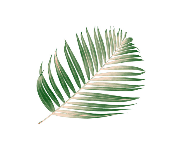 Green leaf of palm tree background - Photo, Image