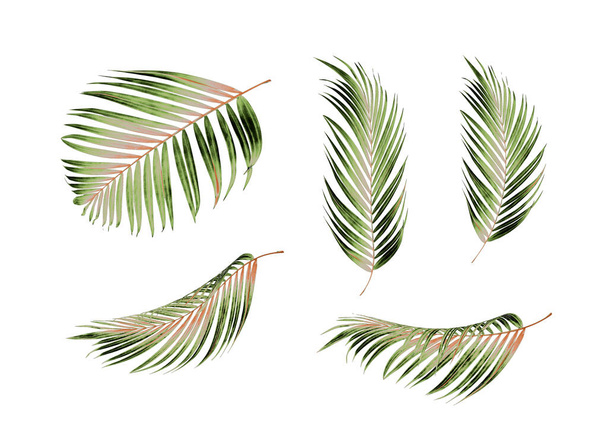 hoja de palma verde sobre fondo blanco - Foto, Imagen