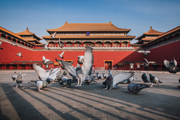 Голуби на Запретной городской площади в Пекине, Китай. Голуби летят перед Красной стеной в Запретном городе Пекин. Китайский перевод мемориальной доски на картинке: Меридианские ворота
. - Фото, изображение