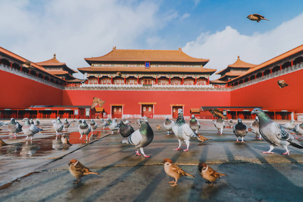 Голуби на Запретной городской площади в Пекине, Китай. Голуби летят перед Красной стеной в Запретном городе Пекин. Китайский перевод мемориальной доски на картинке: Меридианские ворота
. - Фото, изображение