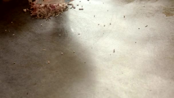 Gefrituurde aardappelballetjes of indiaanse vada maken in een kadhai gevuld met olie. Vada pav. - Video