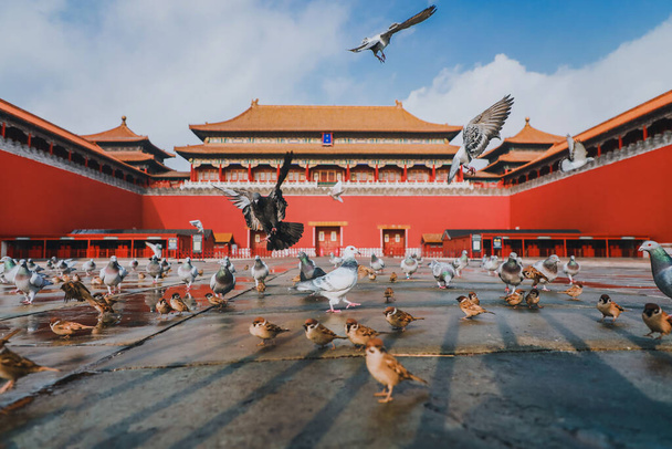 Gołębie na Zakazanym Rynku Miasta w Pekinie, Chiny. Gołębie latające przed Czerwonym Murem w Pekinie Zakazane Miasto. Chińskie tłumaczenie tablicy na zdjęciu: Meridian Gate. - Zdjęcie, obraz