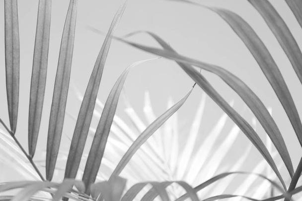 абстрактний сірий тіньовий фон пальмового листя, чорно-білий монохромний тон
  - Фото, зображення