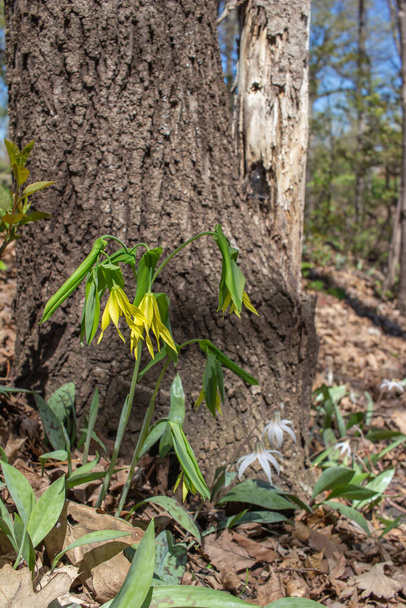 Close up view of delicate bellwort flowers (uvularia grandiflora) growing uncultivated in a woodland forest area - Photo, Image