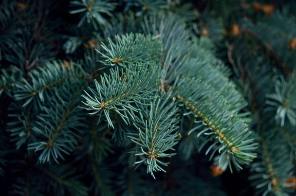 makro detailního záběru modré smrkové větve - Fotografie, Obrázek