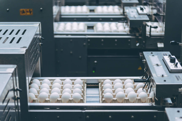 tojásfeldolgozó ipar baromfitermelés - Fotó, kép