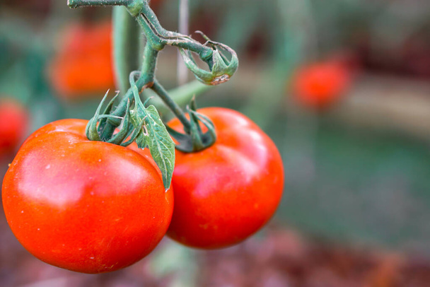 Zbliżenie czerwony pomidor powiesić na gałęzi w ogrodzie z naturalnych świateł na rozmytym tle. - Zdjęcie, obraz