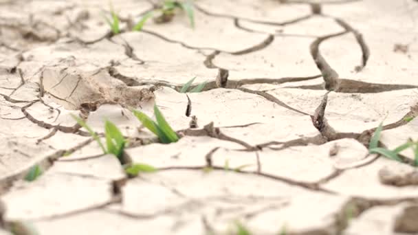 materiał Sucha pora roku susza - Materiał filmowy, wideo