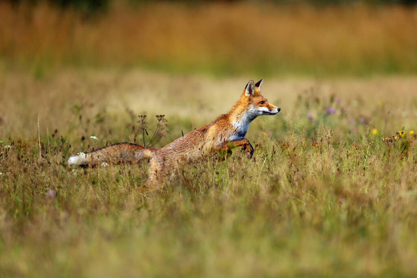 Červená liška (Vulpes vulpes) hledá potravu na louce. Mladá červená liška na zeleném poli s tmavým smrkovým lesem v pozadí. - Fotografie, Obrázek