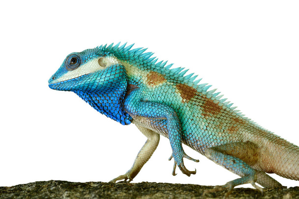 Floresta Ind-chinesa lagarto azul em close-up com detais afiados de suas escamas e pele brilhante brilhante com postura de força isolada no fundo branco
 - Foto, Imagem
