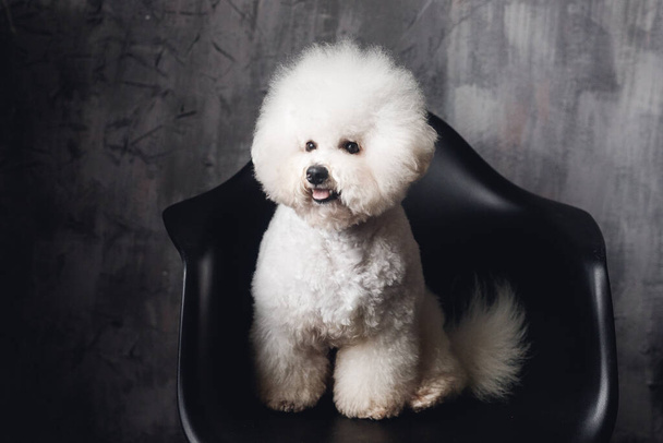 A close up white Bichon Frize muzzle in camera. White puppy on black chair - 写真・画像