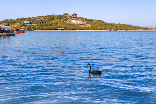 昆明湖、頤和園、北京、中国の黒白鳥. - 写真・画像