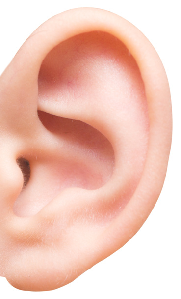 orelha isolada sobre fundo branco
 - Foto, Imagem