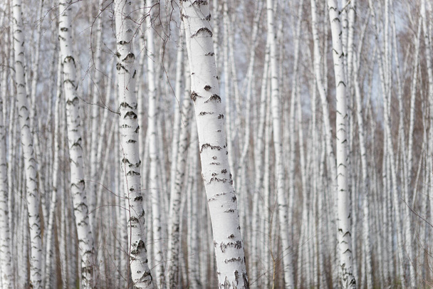 Forêt annuelle de bouleaux printaniers - Photo, image
