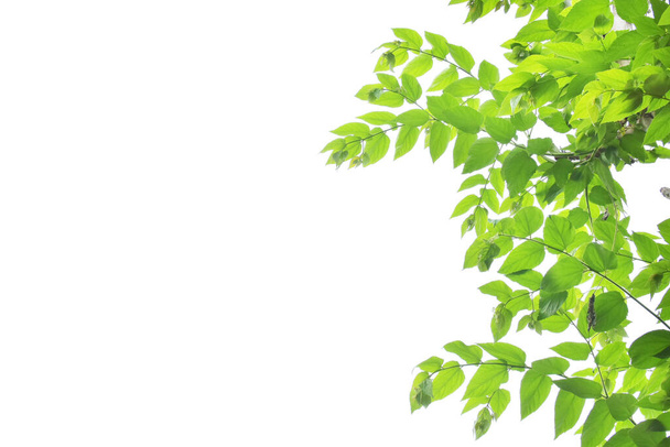 panoramic Green leaves on white background - Foto, imagen