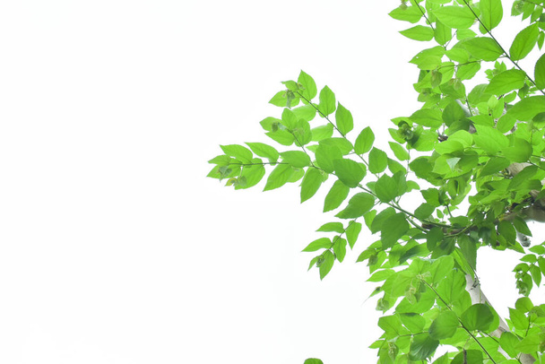 Folha verde e ramos em branco usando como fundo e papel de parede
. - Foto, Imagem