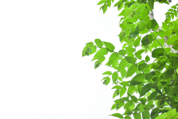 Πράσινο φύλλο και κλαδιά σε λευκό χρησιμοποιώντας ως φόντο και ταπετσαρία. - Φωτογραφία, εικόνα