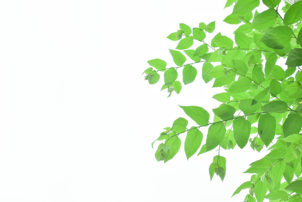 Πράσινα φύλλα το καλοκαίρι με λευκό φόντο - Φωτογραφία, εικόνα