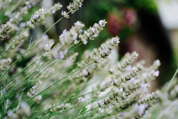 Field of Lavender, Lavandula angustifolia, Lavandula officinalis - Foto, Imagem