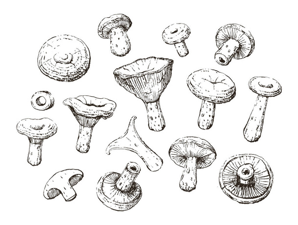 старий старовинний червоний сосновий гриб ретро набір ескізів
 - Вектор, зображення