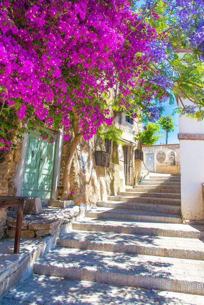 Ulica z kwiatem w wiosce Capoliveri na wyspie Elba, Toskania, Włochy, Europa. - Zdjęcie, obraz