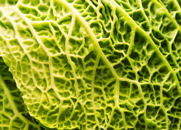 Savoy cabbage leaves - 写真・画像