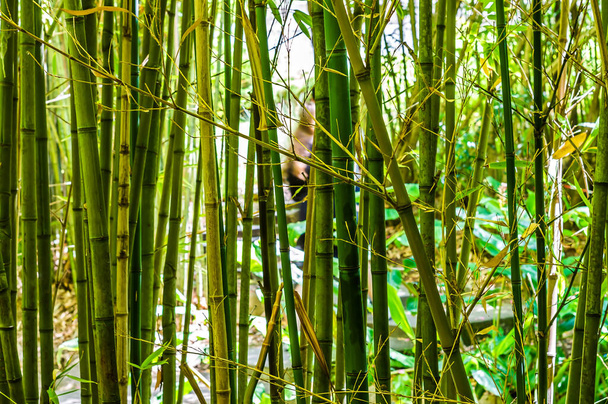 手前に緑の異なる色合いの竹が散在しています。 - 写真・画像