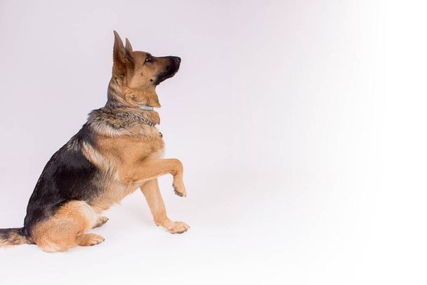 German shepherd dog posing in photo studio - Foto, Imagen