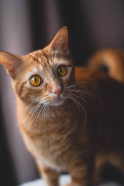 A vertical closeup shot of a cute ginger cat with yellow eyes - Fotografie, Obrázek