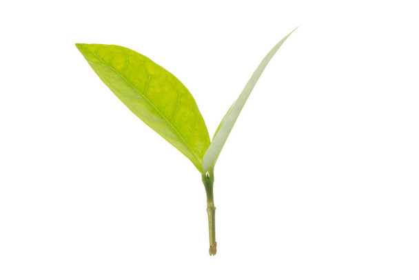 The branches and leaves of the young tree in the white background - Foto, afbeelding