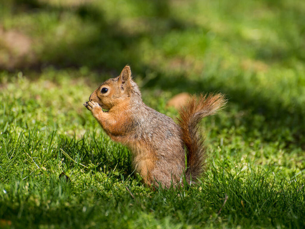 Lo scoiattolo siede sull'erba verde. Scoiattolo in natura. - Foto, immagini