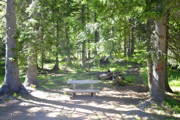 Holzbank im Wald - Foto, Bild