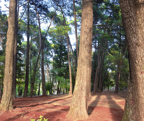 image of summer forest - Фото, зображення