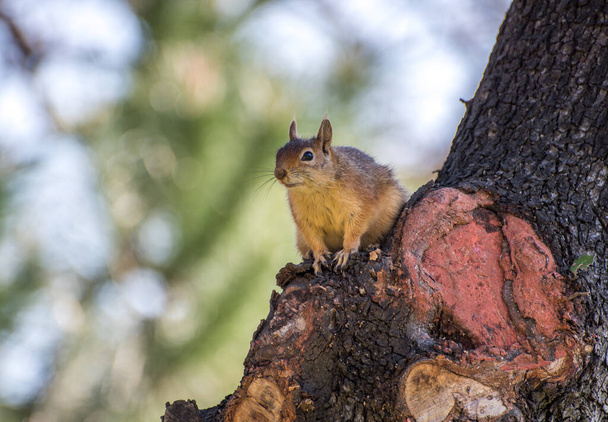 Ο σκίουρος κάθεται στο δέντρο. Σκίουρος στη φύση. - Φωτογραφία, εικόνα
