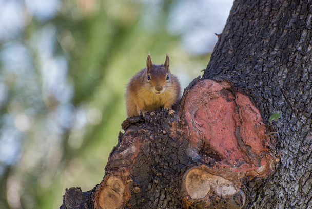 Orava istuu puussa. Orava luonnossa. - Valokuva, kuva