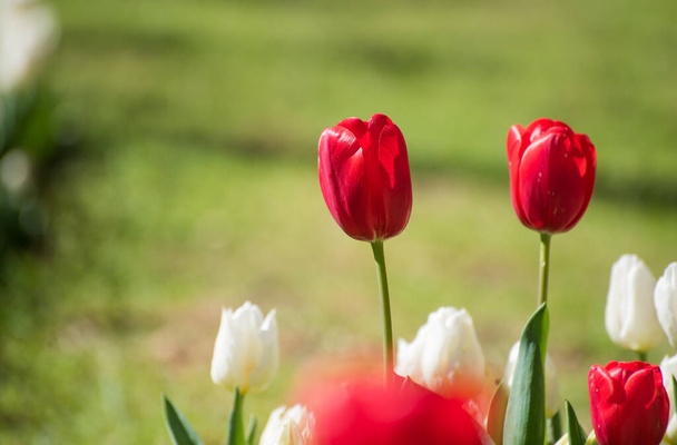 Tulipes rouges avec fond vert. Belles tulipes rouges. - Photo, image