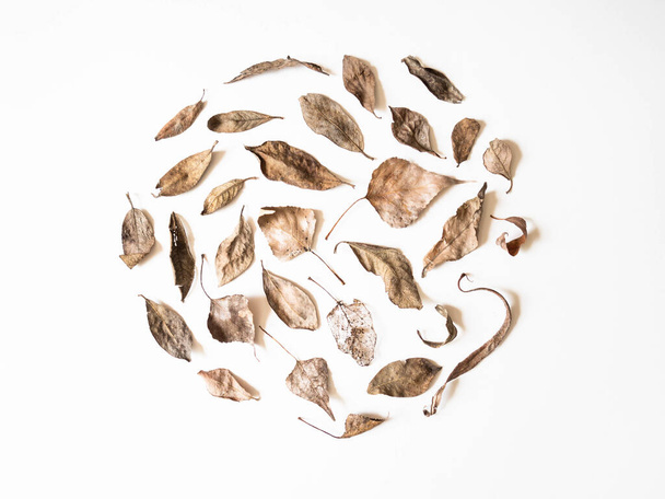 Autumn nature composition. Round made of brown leaves on white background. Fall concept. Fall thanksgiving texture. Flat lay, top view, - Fotoğraf, Görsel