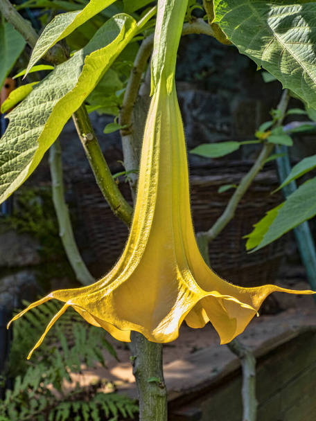 La gran flor de durman amarillo parece una campana
 - Foto, imagen