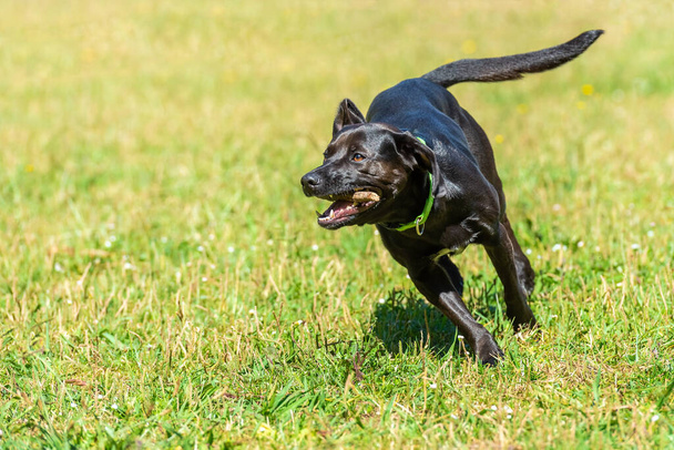 negro de pelo liso perro corre con un palo en los dientes en la hierba verde, día soleado brillante - Foto, imagen