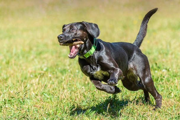 black smooth-haired dog runs with a stick in his teeth on the green grass, bright sunny day - Фото, изображение