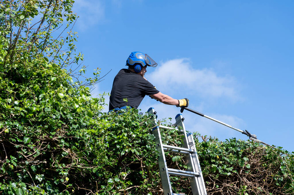 Een boom Chirurg of Arborist maakt gebruik van een lange bereik trimmer op een hoge heg. - Foto, afbeelding