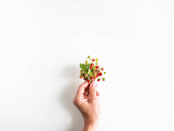 Mano de niña sosteniendo ramitas de fresas silvestres sobre un fondo blanco. Vista superior. Copiar espacio
. - Foto, imagen